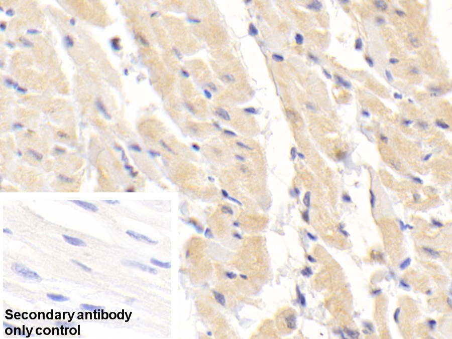 Polyclonal Antibody to Superoxide Dismutase 1 (SOD1)