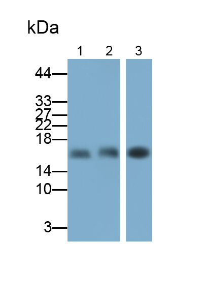 Polyclonal Antibody to Superoxide Dismutase 1 (SOD1)
