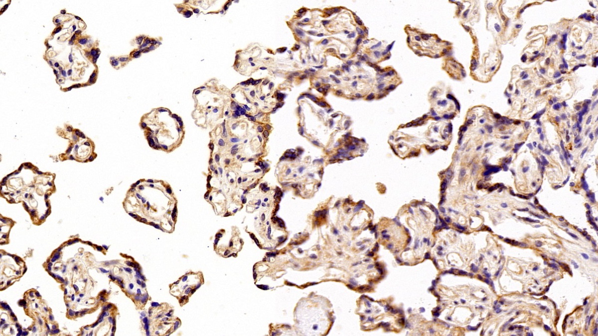 Polyclonal Antibody to Syndecan 1 (SDC1)