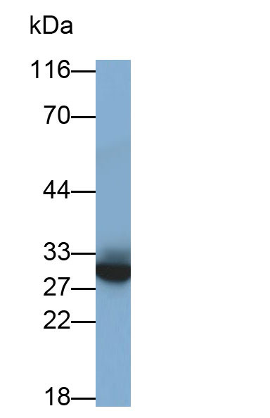 Polyclonal Antibody to Syndecan 1 (SDC1)