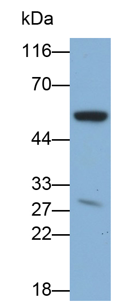 Polyclonal Antibody to Syndecan 1 (SDC1)
