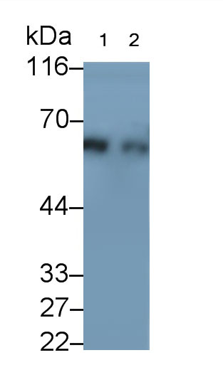 Polyclonal Antibody to Syndecan 1 (SDC1)