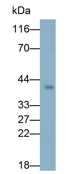 Polyclonal Antibody to Apolipoprotein A4 (APOA4)