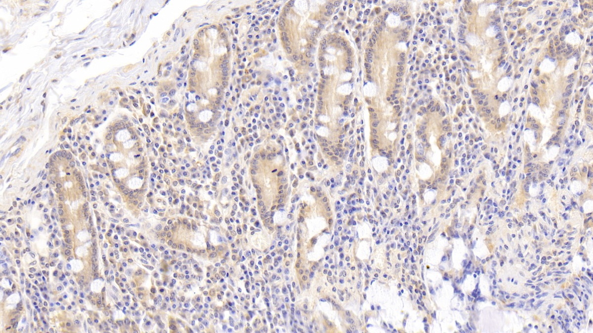 Polyclonal Antibody to Apolipoprotein A4 (APOA4)