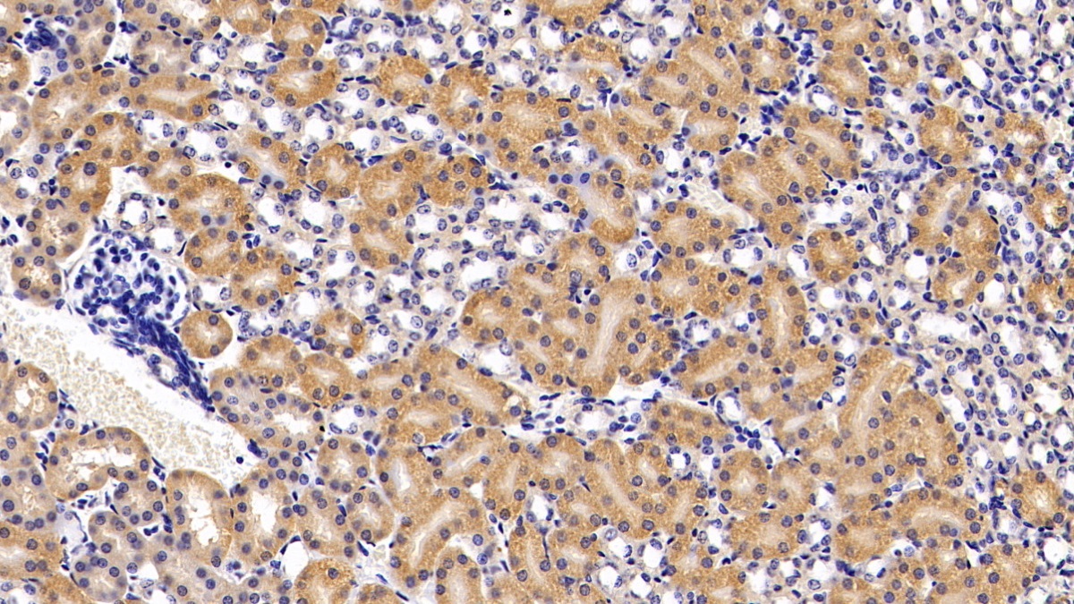 Polyclonal Antibody to Apolipoprotein A4 (APOA4)