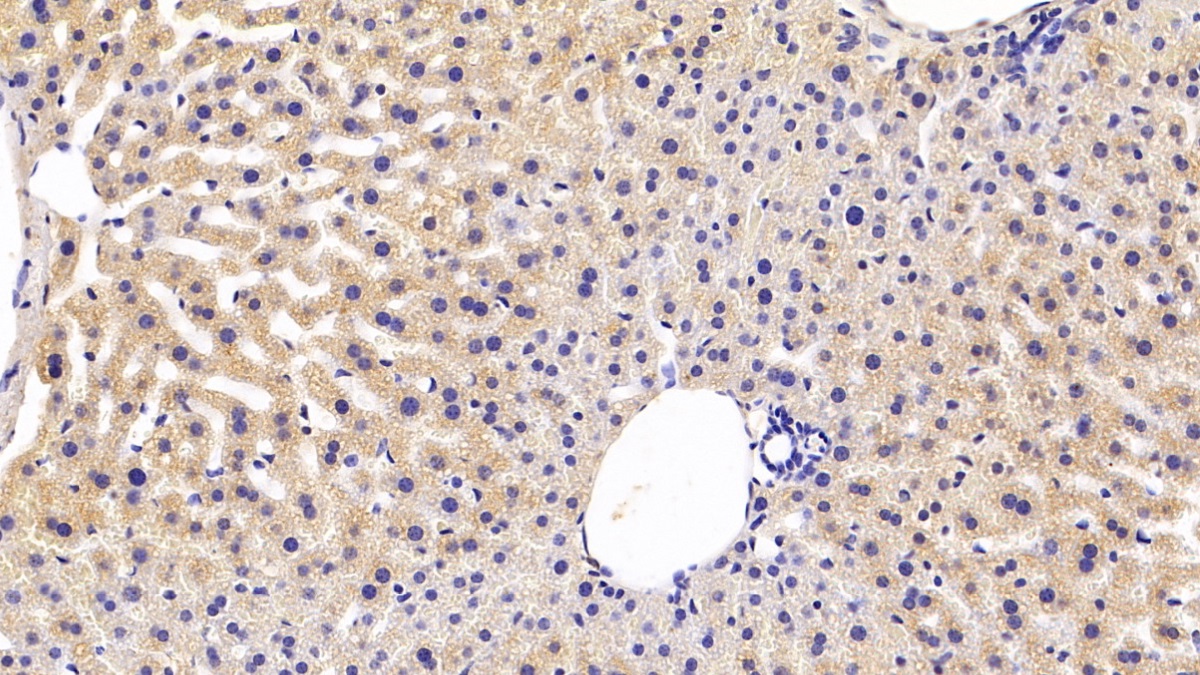 Polyclonal Antibody to Apolipoprotein A4 (APOA4)