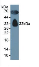 Polyclonal Antibody to Apolipoprotein D (APOD)