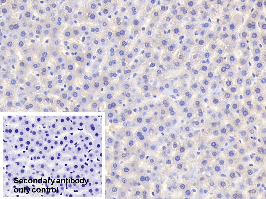 Polyclonal Antibody to Apolipoprotein D (APOD)