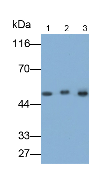 Polyclonal Antibody to Pigment Epithelium Derived Factor (PEDF)