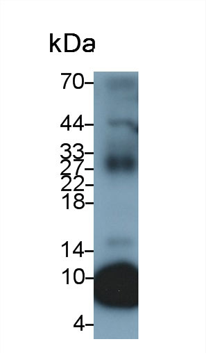 Polyclonal Antibody to Hepcidin (Hepc)