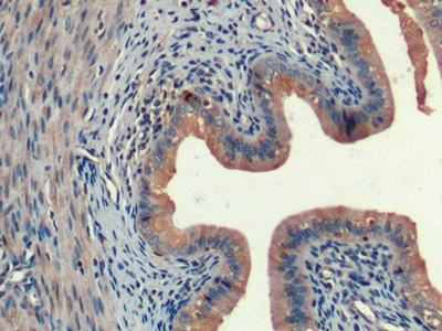 Polyclonal Antibody to Interleukin 33 (IL33)