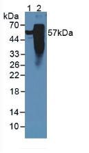 Polyclonal Antibody to Tau Protein (MAPT)