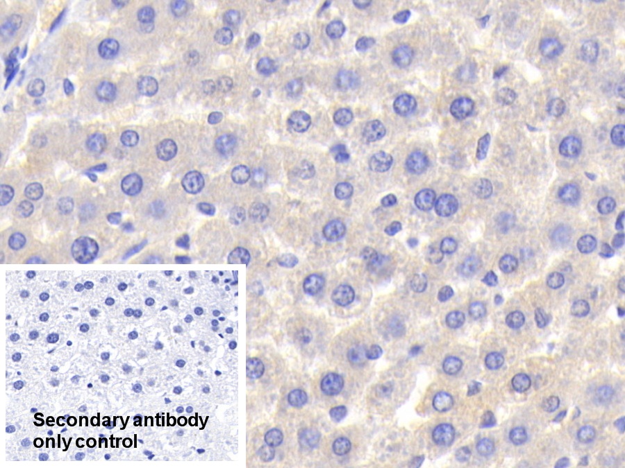 Polyclonal Antibody to Hemopexin (HPX)