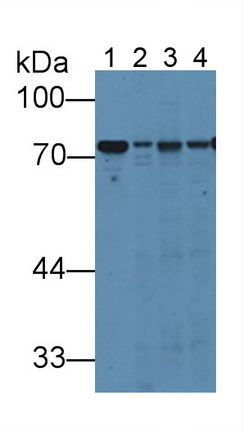 Polyclonal Antibody to Hemopexin (HPX)