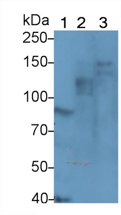 Polyclonal Antibody to Protein Kinase N2 (PKN2)