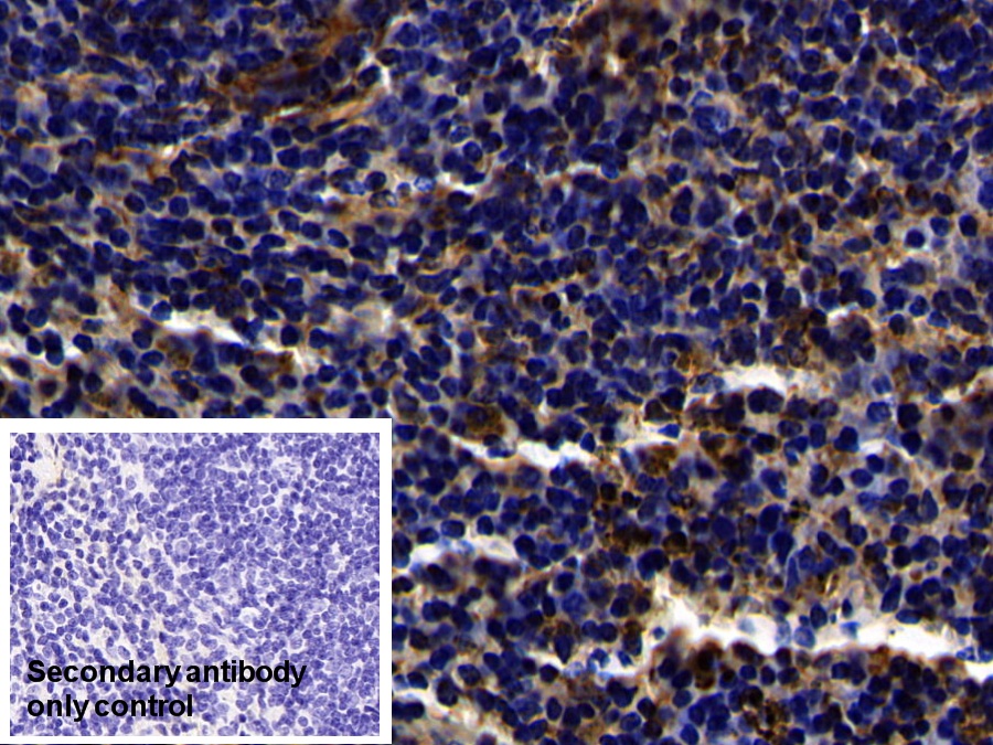 Polyclonal Antibody to Toll Like Receptor 3 (TLR3)