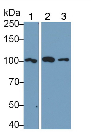 Polyclonal Antibody to Toll Like Receptor 5 (TLR5)