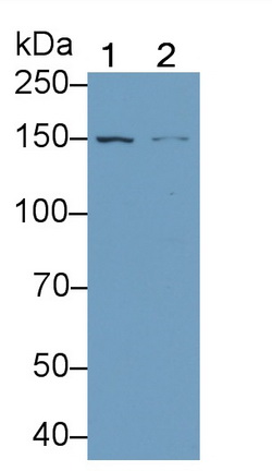 Polyclonal Antibody to Toll Like Receptor 8 (TLR8)