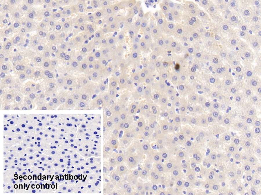 Polyclonal Antibody to Apolipoprotein A5 (APOA5)