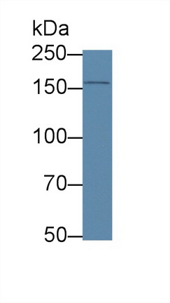 Polyclonal Antibody to Apolipoprotein B (APOB)