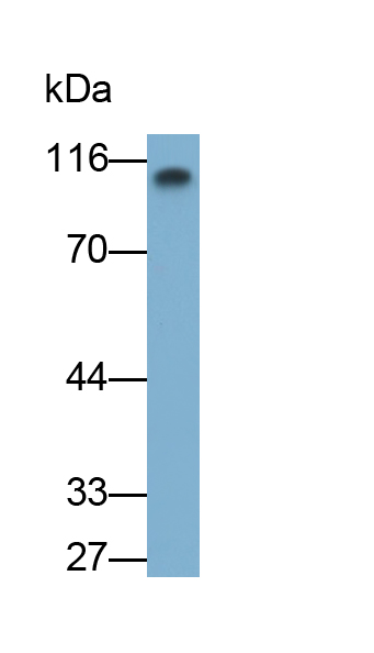 Polyclonal Antibody to Complement Factor B (CFB)