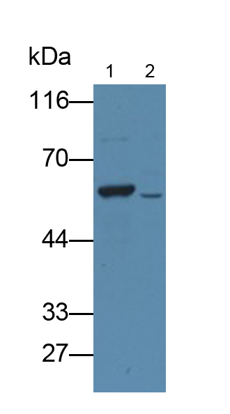 Polyclonal Antibody to Cytochrome P450 17A1 (CYP17A1)