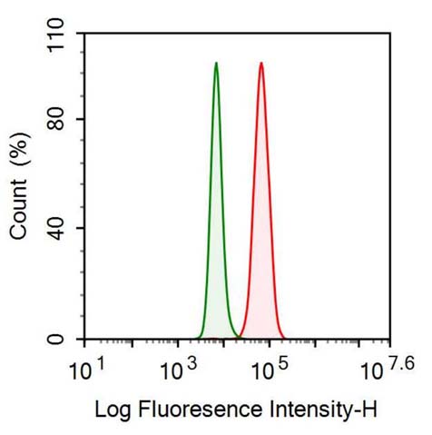 Polyclonal Antibody to Cytokeratin 8 (CK8)