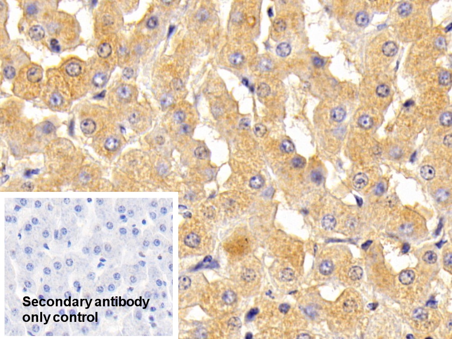 Polyclonal Antibody to Transferrin (TF)