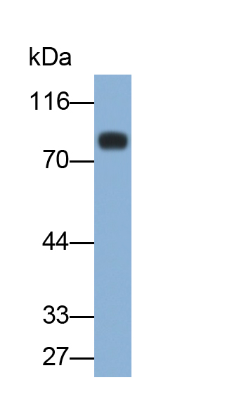 Polyclonal Antibody to Transferrin (TF)