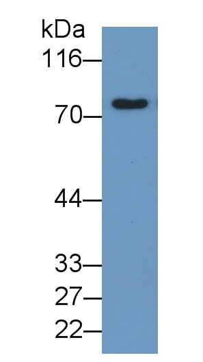 Polyclonal Antibody to Transferrin (TF)