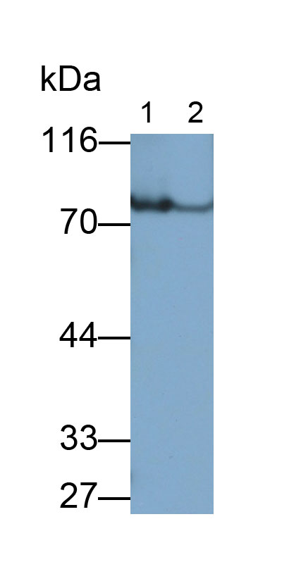 Polyclonal Antibody to Transferrin (TF)