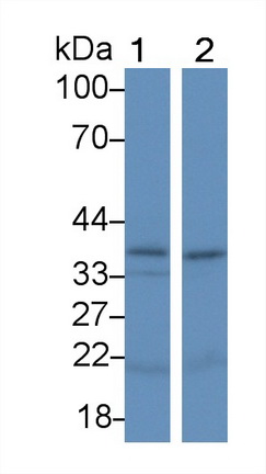 Polyclonal Antibody to Interleukin 24 (IL24)