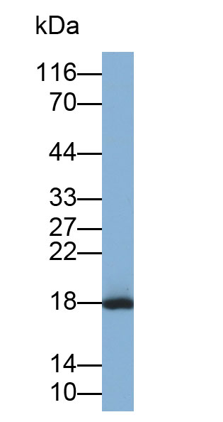 Polyclonal Antibody to Chemokine C-X-C-Motif Ligand 15 (CXCL15)