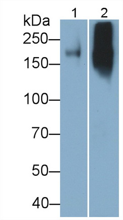 Polyclonal Antibody to Laminin Gamma 1 (LAMC1)