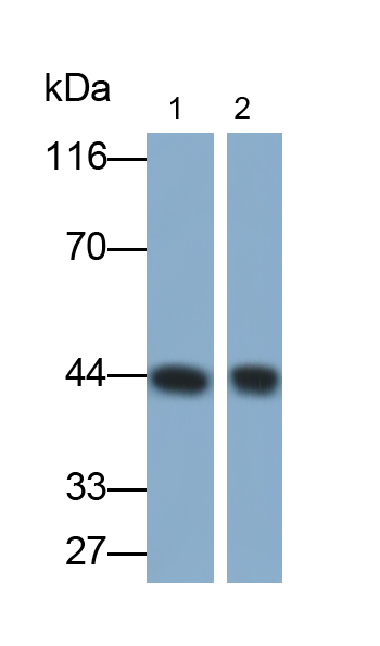 Polyclonal Antibody to Major Histocompatibility Complex Class I A (MHCA)