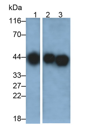 Polyclonal Antibody to Major Histocompatibility Complex Class I C (MHCC)