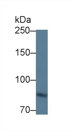 Polyclonal Antibody to Integrin Beta 6 (ITGb6)