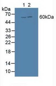 Polyclonal Antibody to Bone Morphogenetic Protein 3 (BMP3)