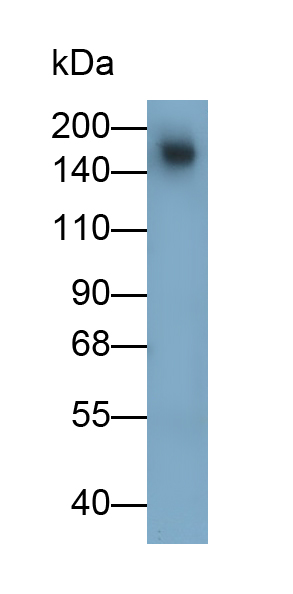Polyclonal Antibody to Collagen Type XVII (COL17)