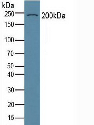 Polyclonal Antibody to Collagen Type VI Alpha 3 (COL6a3)