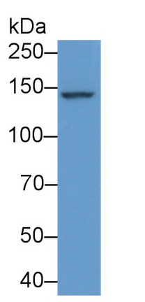 Polyclonal Antibody to C-Met (MET)