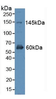 Polyclonal Antibody to Erb-b2 Receptor Tyrosine Kinase 4 (ErbB4)