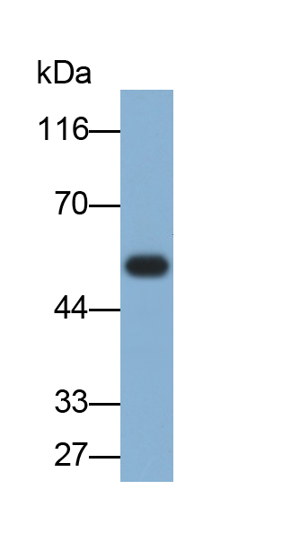 Polyclonal Antibody to Lymphoid Enhancer Binding Factor 1 (LEF1)