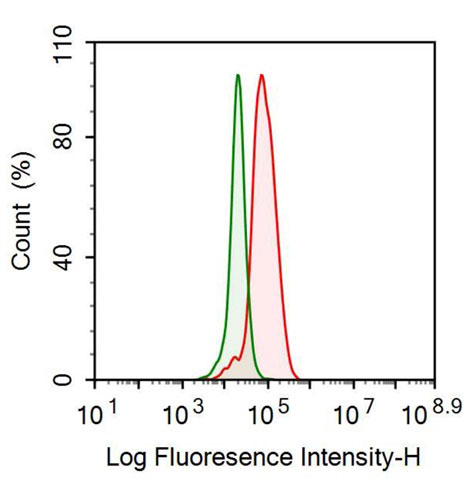 Polyclonal Antibody to Bleomycin Hydrolase (BLMH)