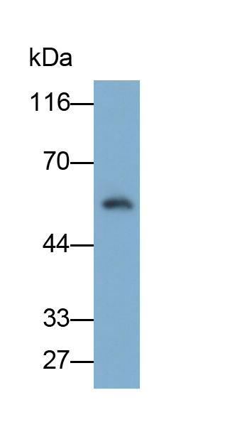 Polyclonal Antibody to Occludin (OCLN)
