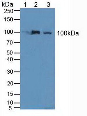 Polyclonal Antibody to Nucleolin (NCL)