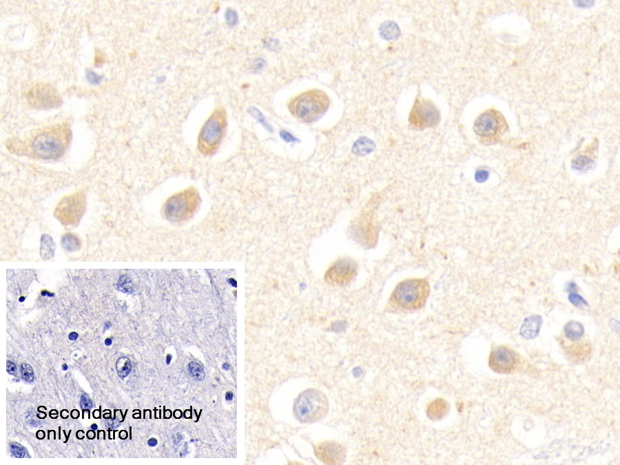 Polyclonal Antibody to Endothelial Differentiation Related Factor 1 (EDF1)