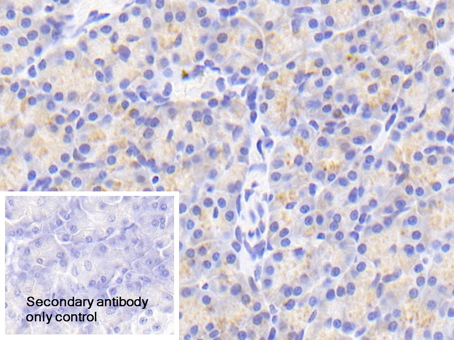 Polyclonal Antibody to Endothelial Differentiation Related Factor 1 (EDF1)