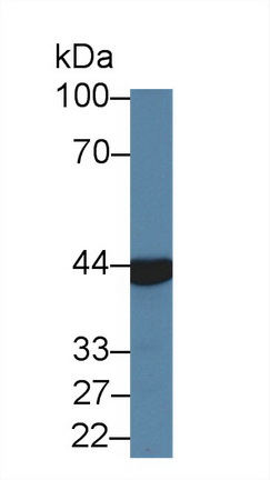 Polyclonal Antibody to Aminoacylase 1 (ACY1)