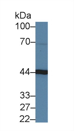 Polyclonal Antibody to Aminoacylase 1 (ACY1)